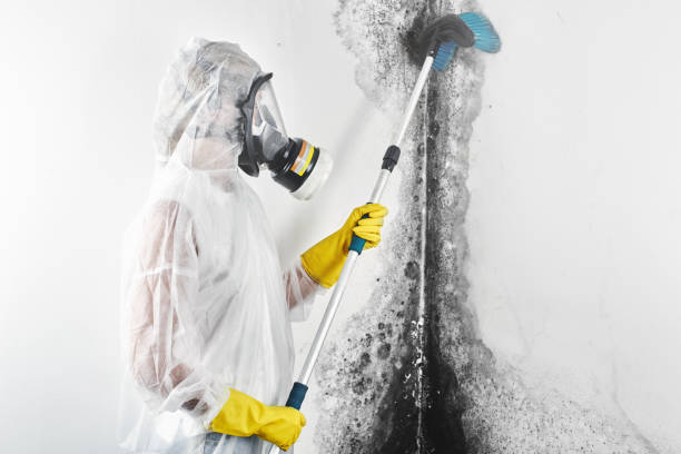 Best Mold Documentation for Insurance Claims  in Lawton, MI