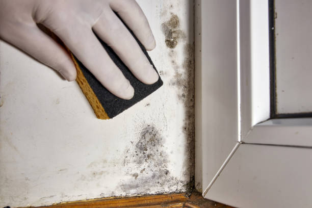 Best Mold Damage Restoration  in Lawton, MI